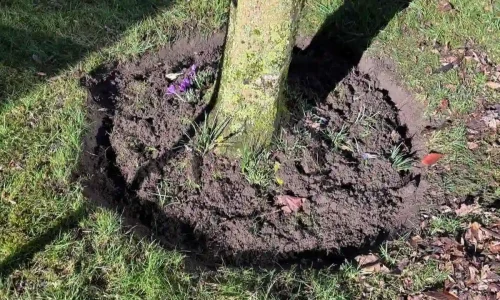 Grünanlagenpflege-Beetpflege